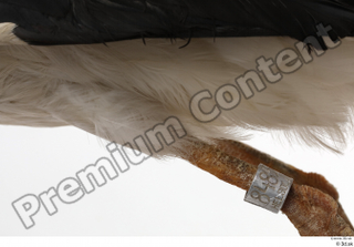 Black stork leg 0026.jpg